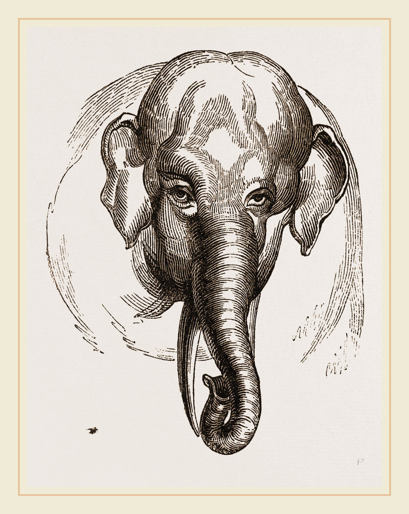 Detail of Head of Elephant by Anonymous