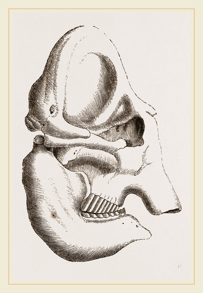 Detail of Skull of Indian Elephant by Anonymous