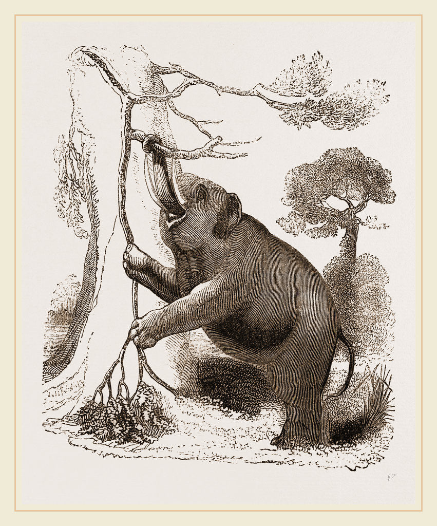 Detail of Elephant browsing by Anonymous