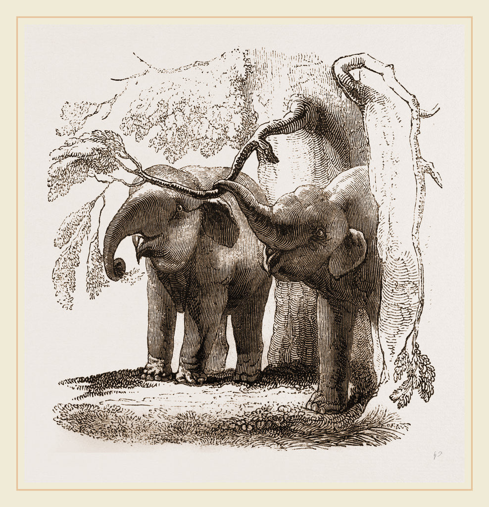 Detail of Young elephants browsing by Anonymous