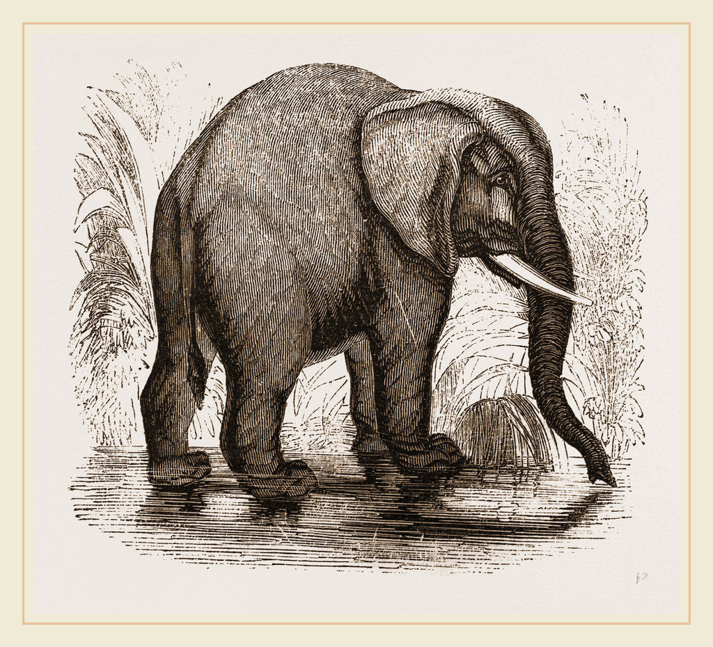 Detail of African Elephant by Anonymous