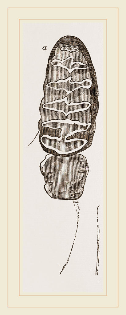 Detail of Teeth of African Elephant by Anonymous