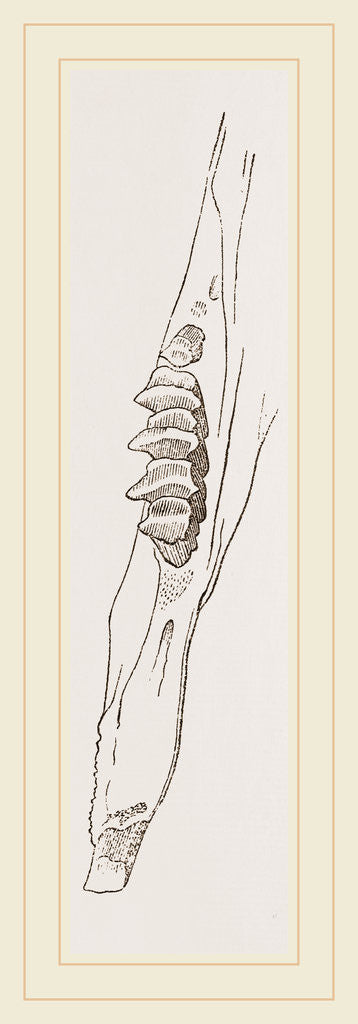 Detail of Teeth of Common Hare by Anonymous