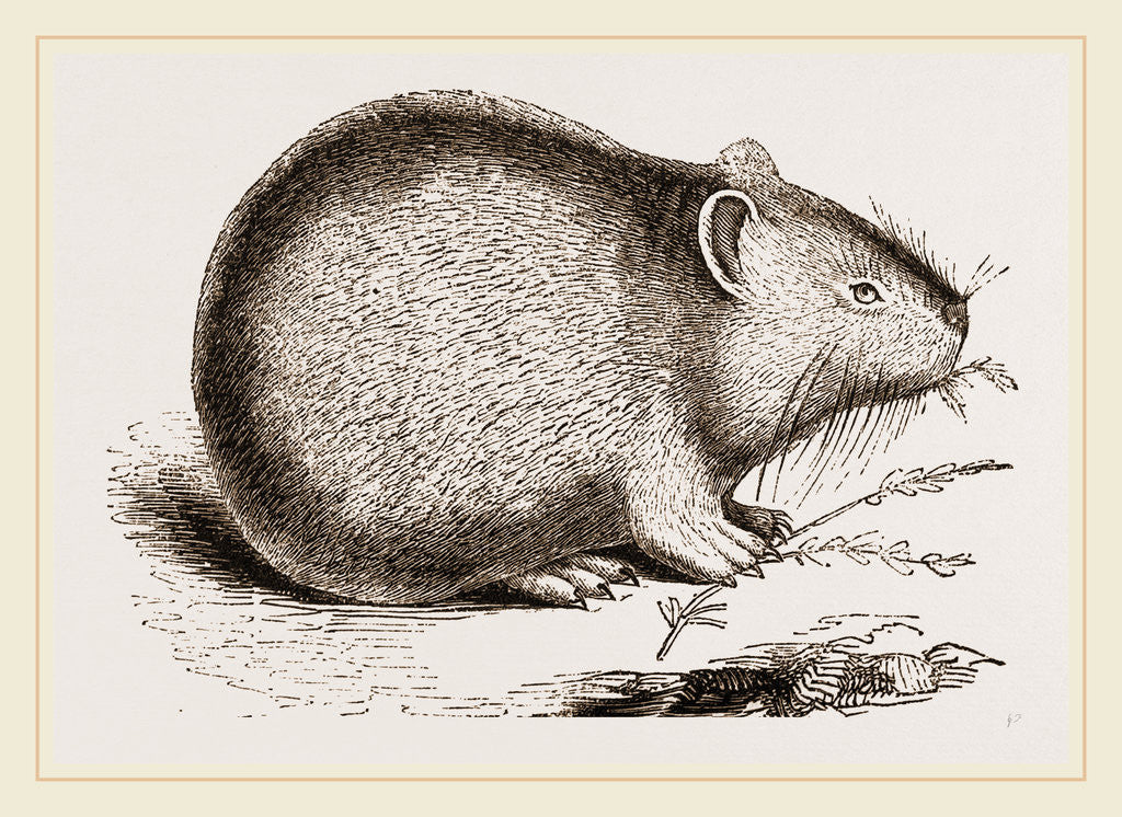 Detail of Dwarf Pika by Anonymous