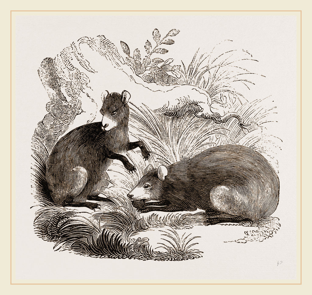 Detail of Common Agouti by Anonymous