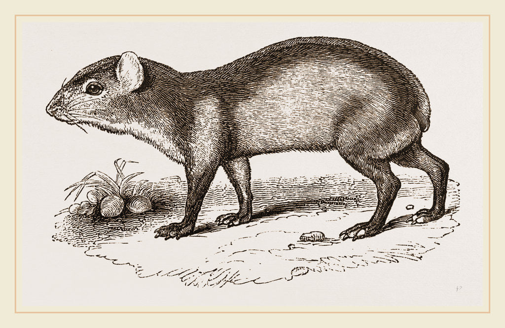 Detail of Black Agouti by Anonymous