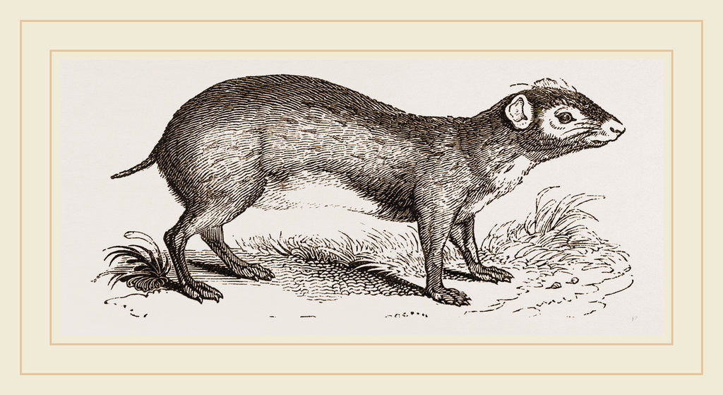 Detail of Acouchi by Anonymous