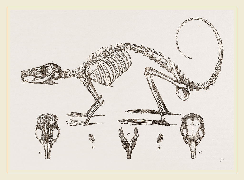 Detail of Skeleton and Skull of Cavier's Lagotis by Anonymous