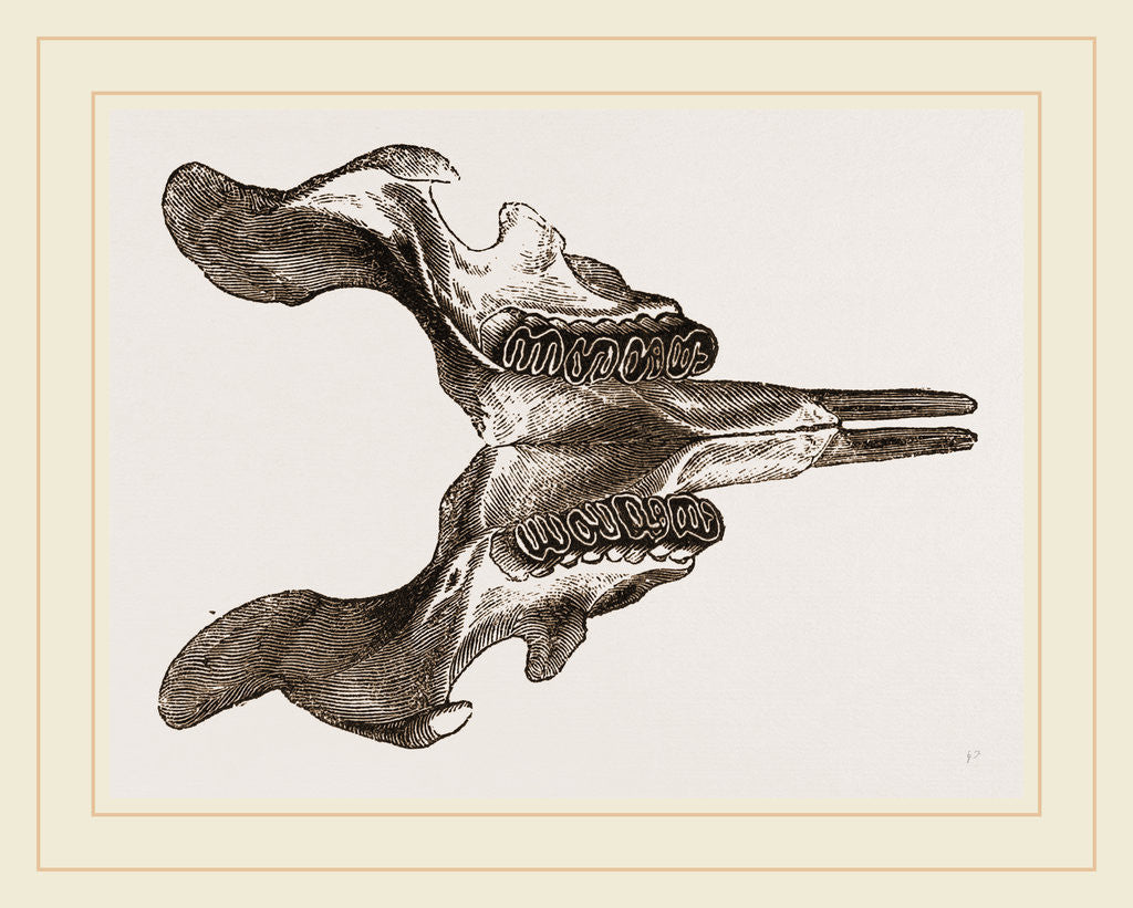 Detail of Lower jaw of Paca by Anonymous