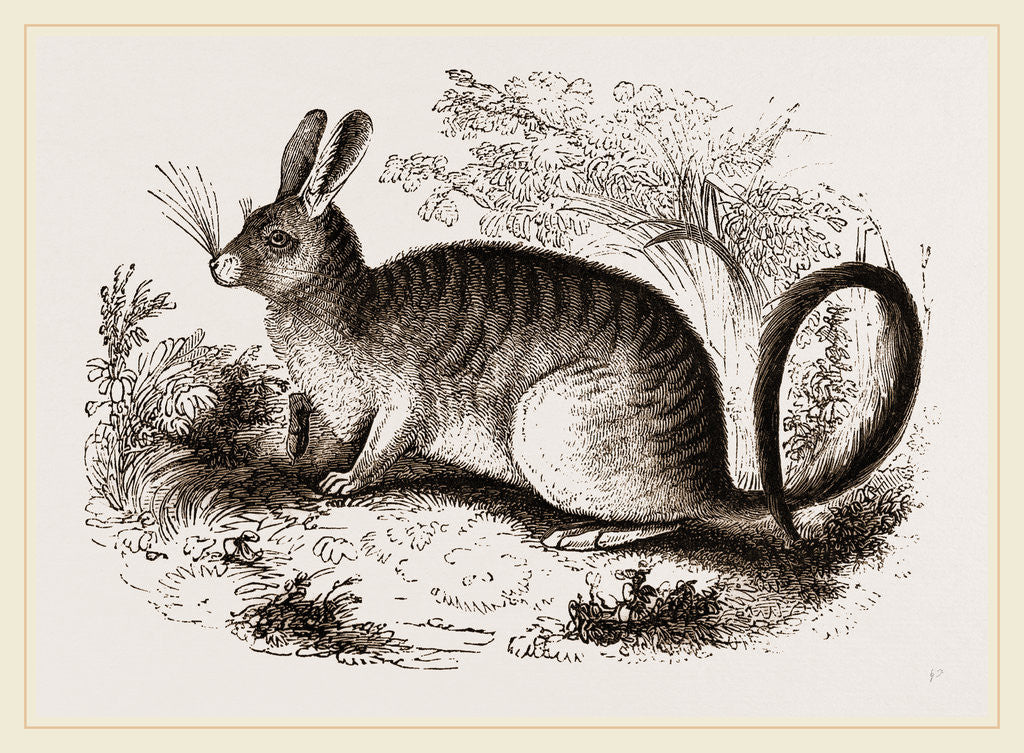 Detail of Cuvier's Lagotis by Anonymous