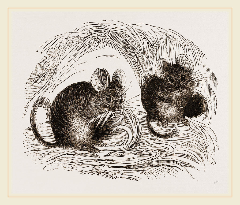 Detail of Chinchilla by Anonymous