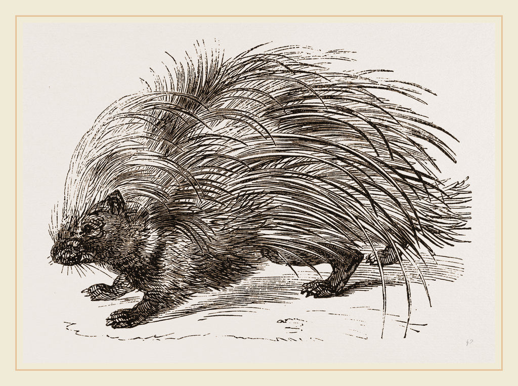 Detail of Common Porcupine by Anonymous