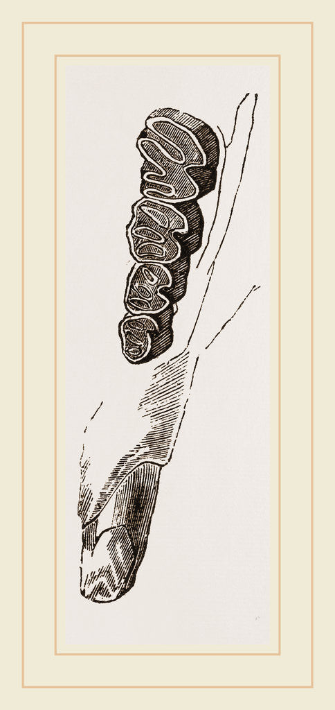 Detail of Teeth of Coypu by Anonymous