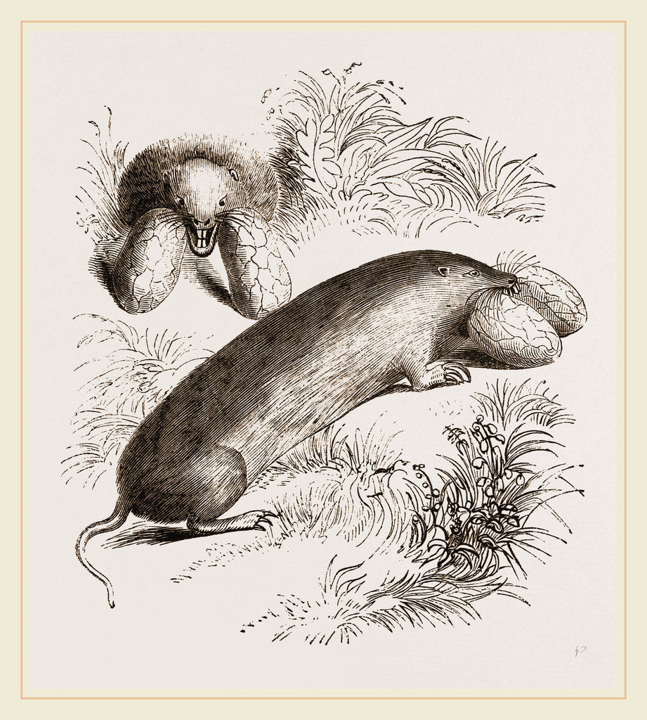 Detail of Canada Sand-Rat by Anonymous