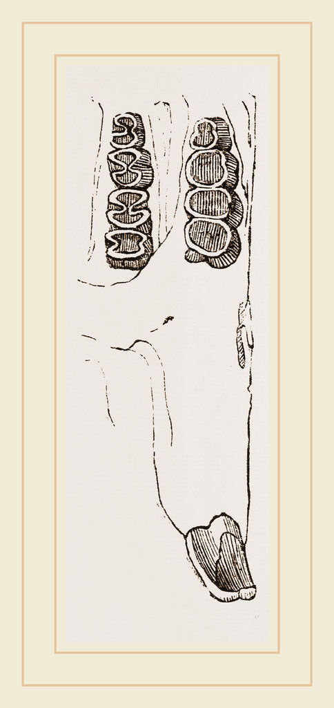 Detail of Teeth of Canada Sand Rat by Anonymous