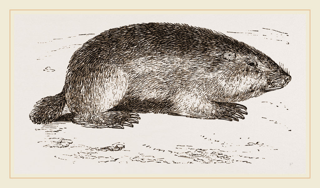 Detail of Coast-Rat by Anonymous