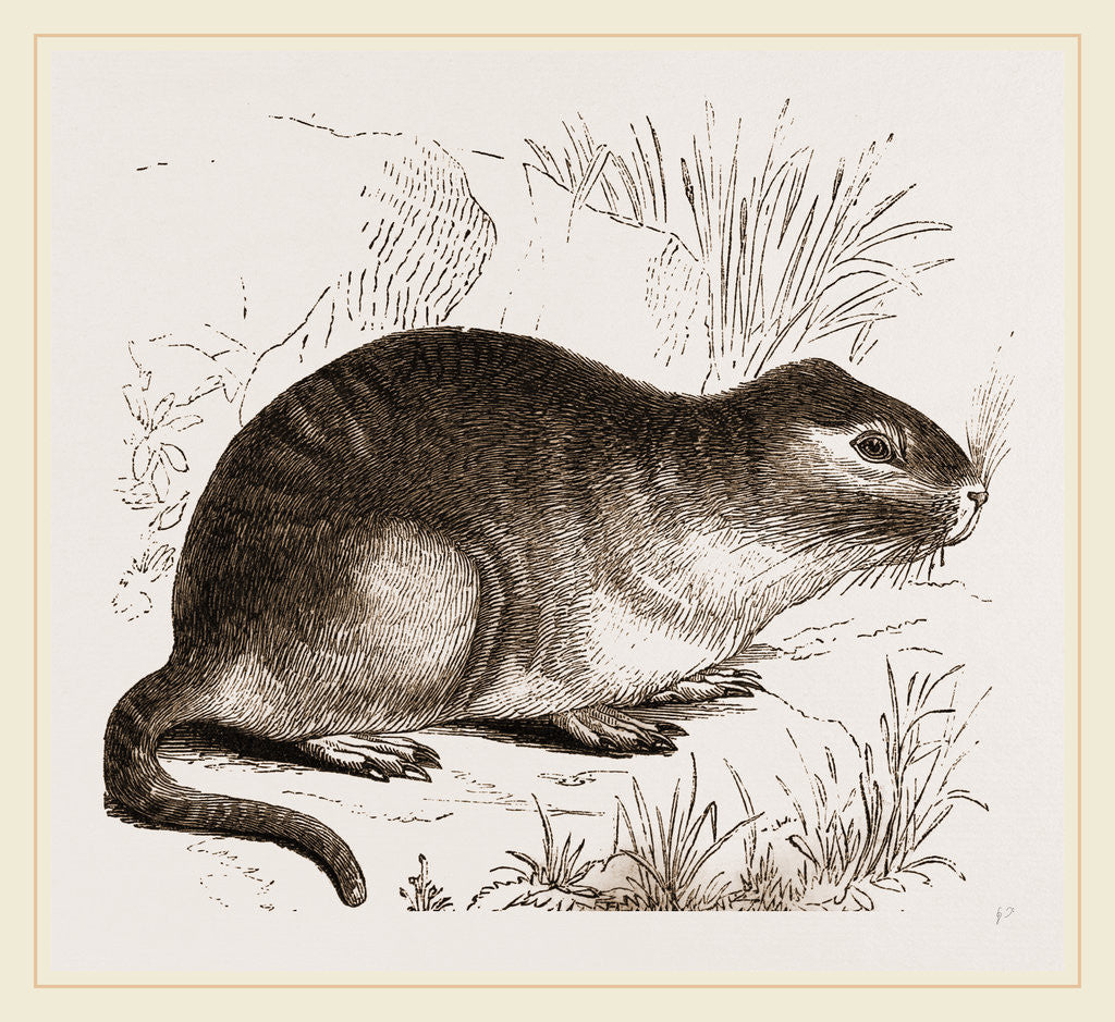 Detail of Tucutuco by Anonymous