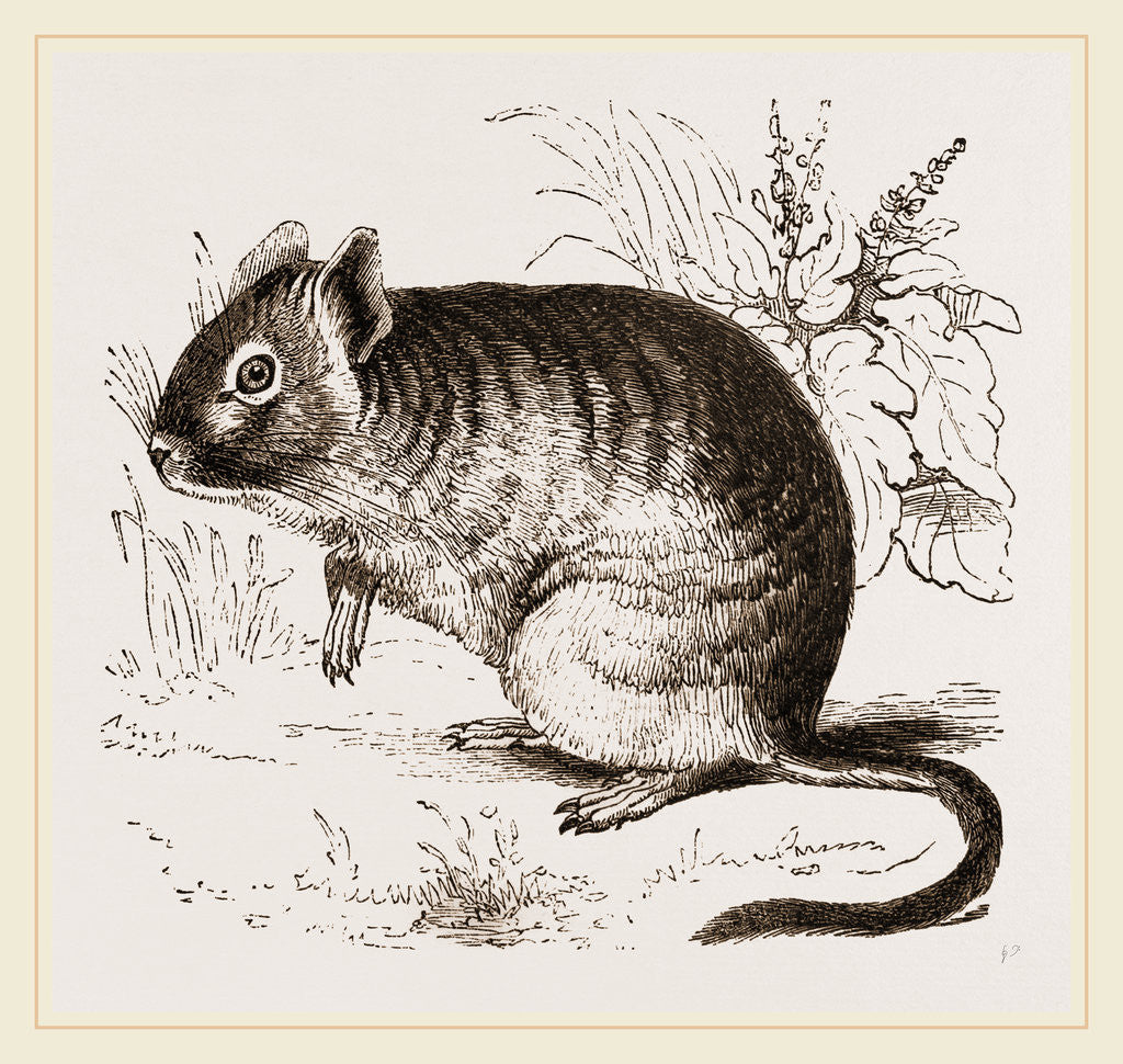 Detail of Cuming's Octodon by Anonymous