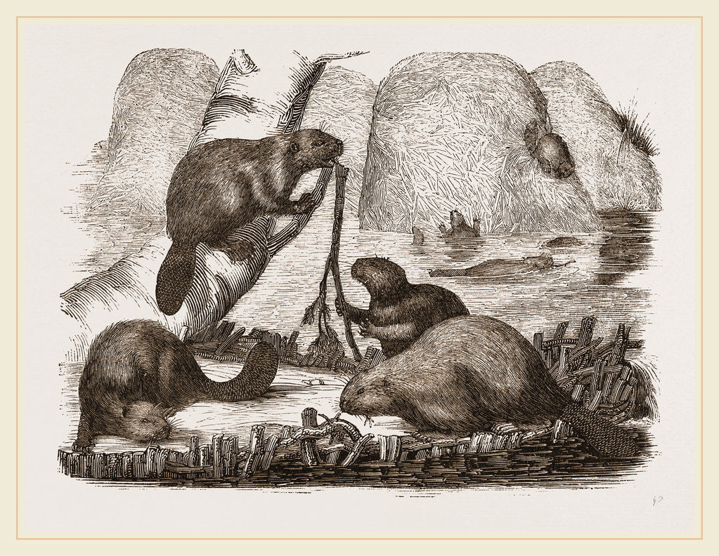 Detail of Beavers by Anonymous