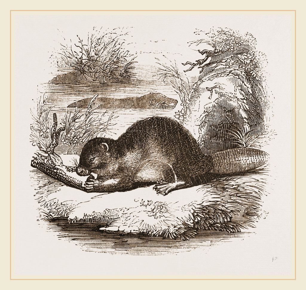 Detail of Beaver by Anonymous