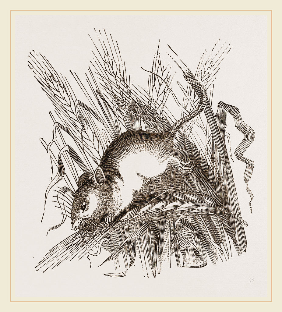 Detail of Harvest Mouse by Anonymous