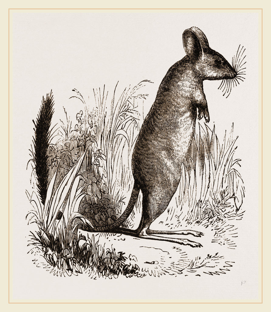 Detail of Mitchell's Gerboa by Anonymous