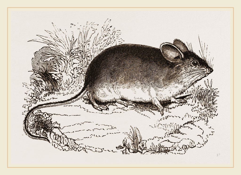 Detail of Darwin's Mouse by Anonymous