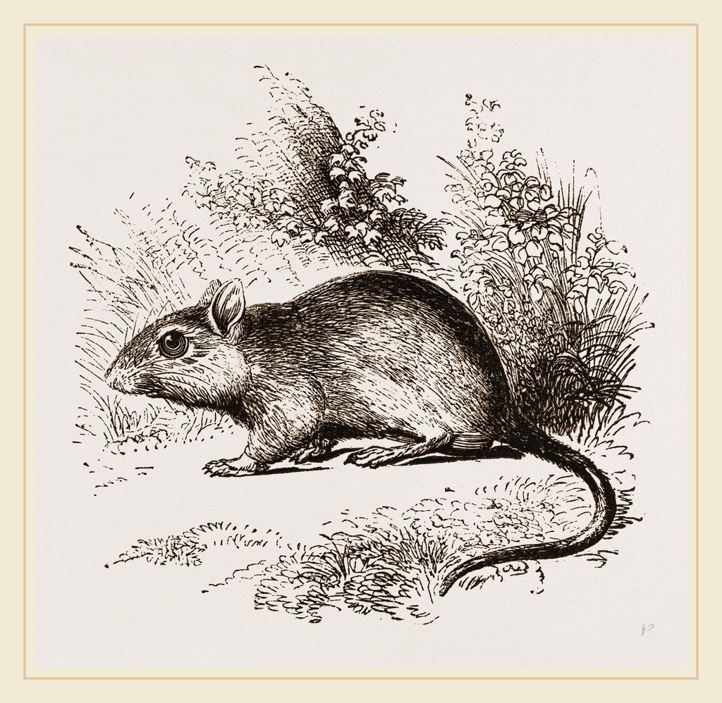 Detail of Burton's Gerbille by Anonymous