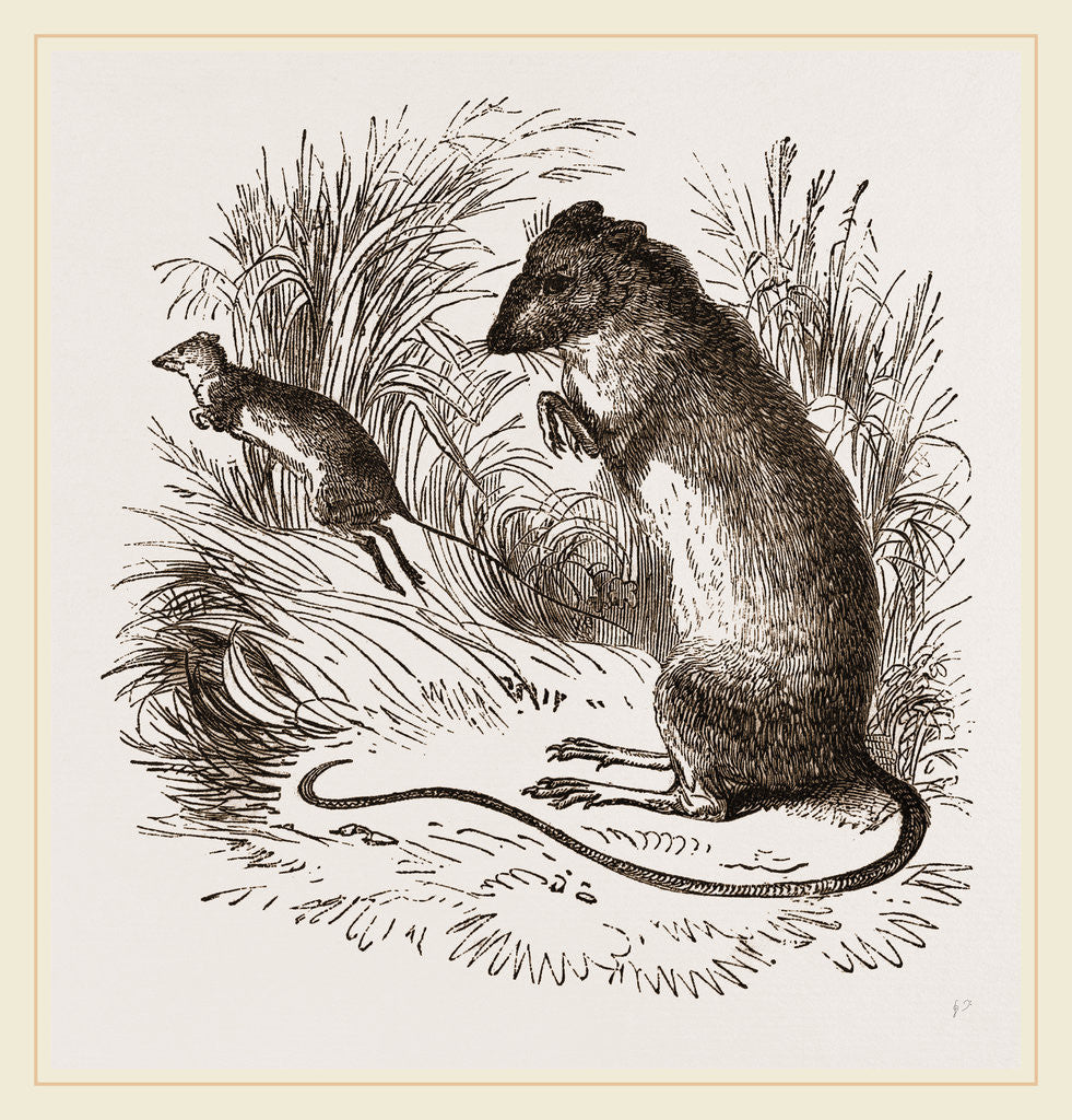 Detail of Labrador Jumping Mouse by Anonymous