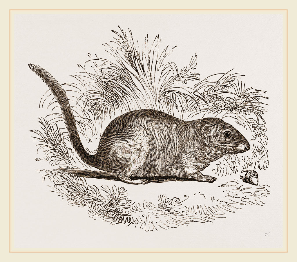 Detail of Common Dormouse by Anonymous