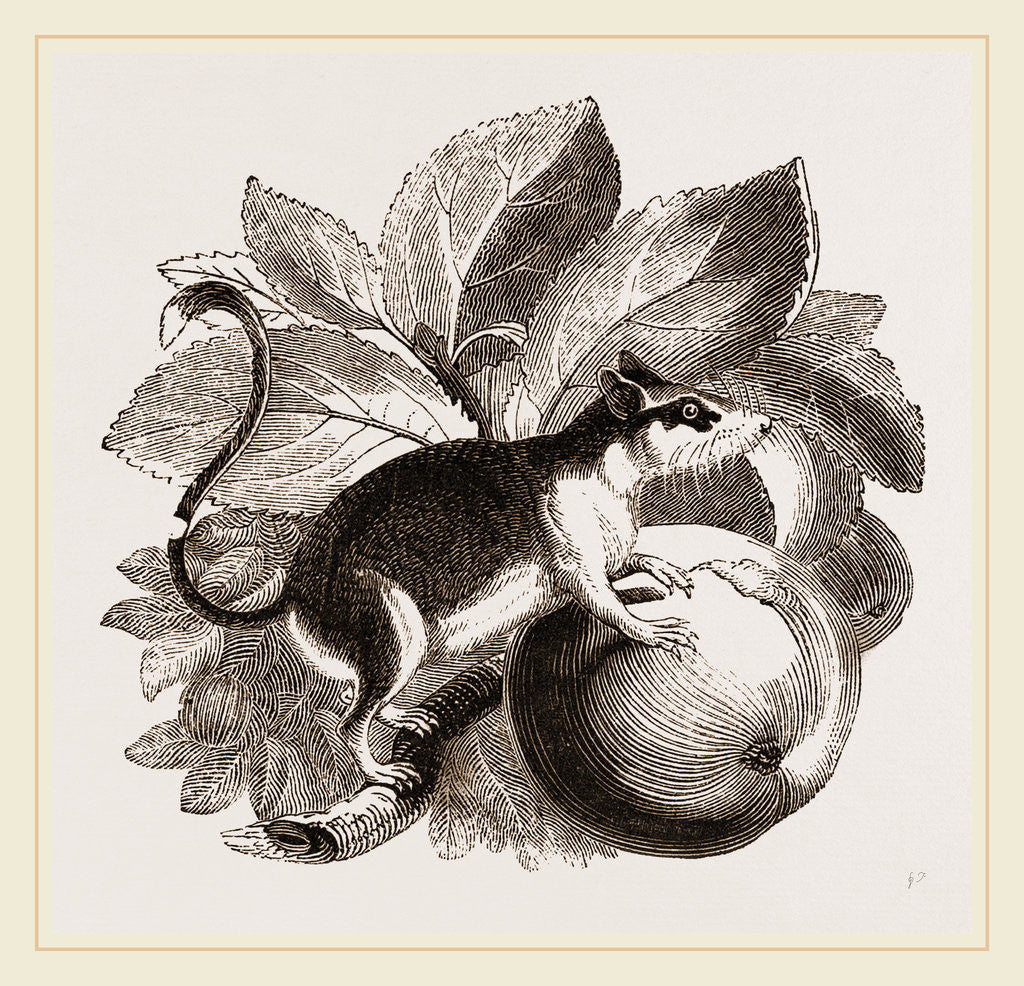 Detail of Lerot or Garden Dormouse by Anonymous