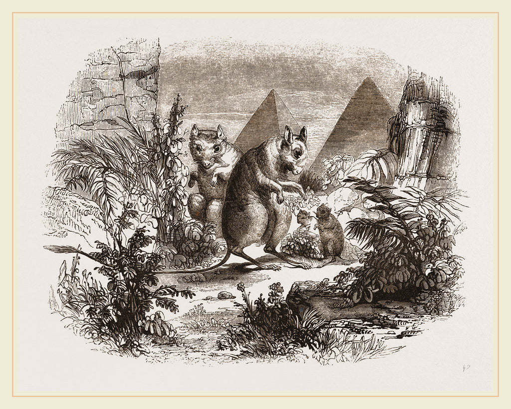 Detail of Egyptian Jerboas by Anonymous