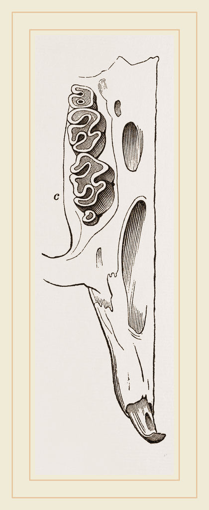 Detail of Teeth of Alactaga by Anonymous