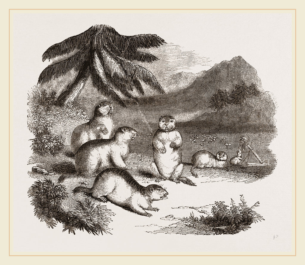 Detail of Alpine Marmots by Anonymous