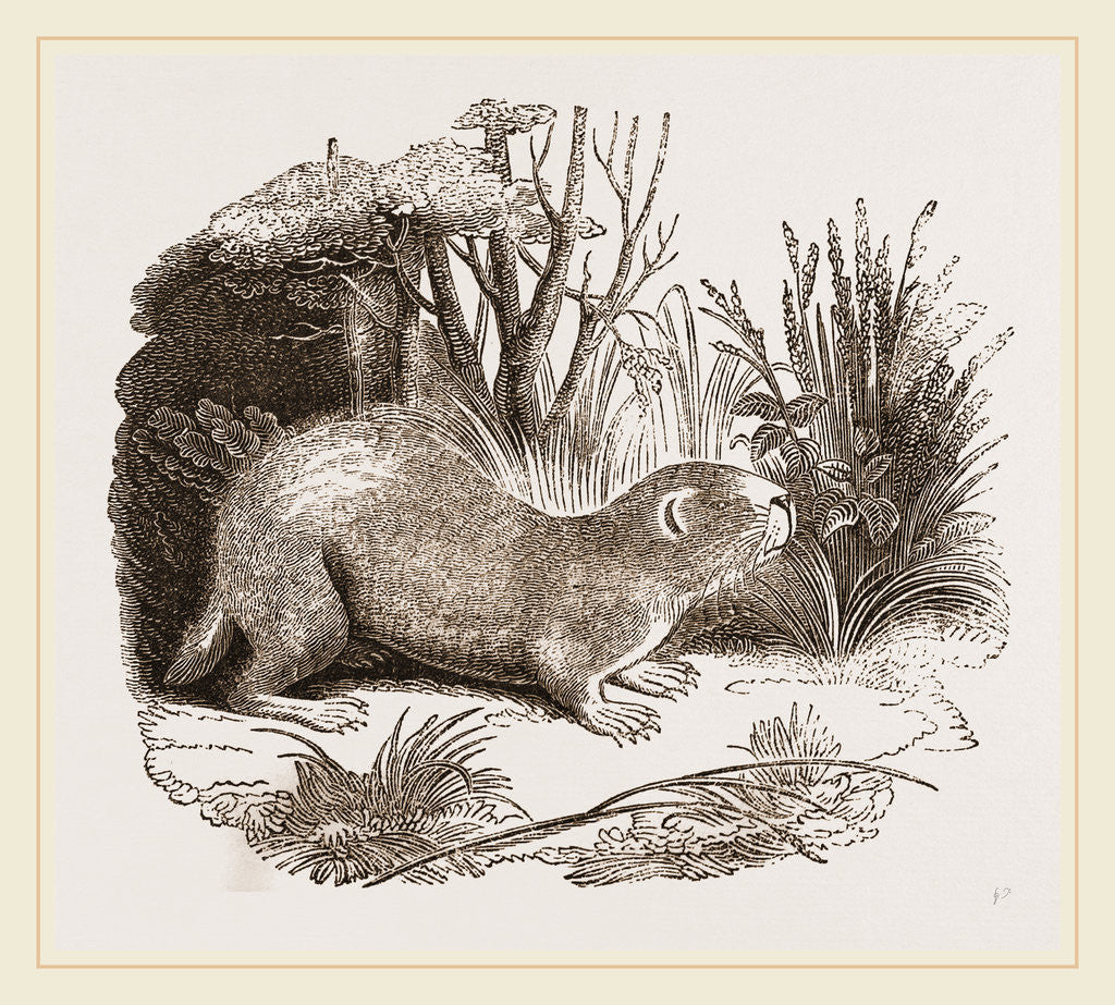 Detail of Bobac by Anonymous