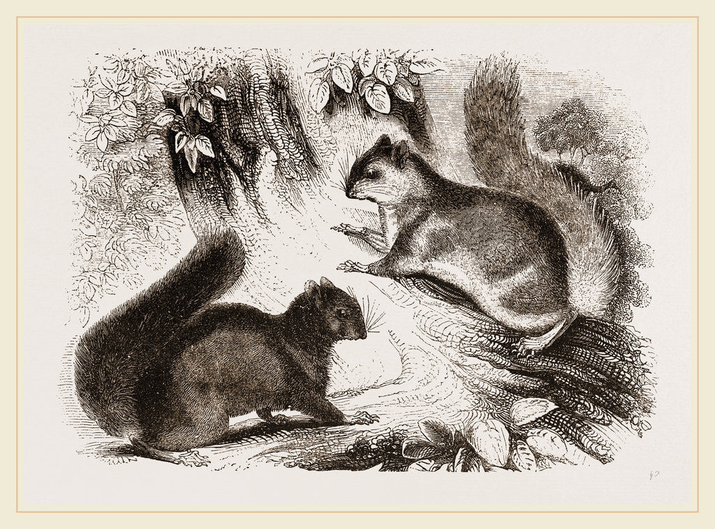 Detail of Northern Grey and Black Squirrel by Anonymous