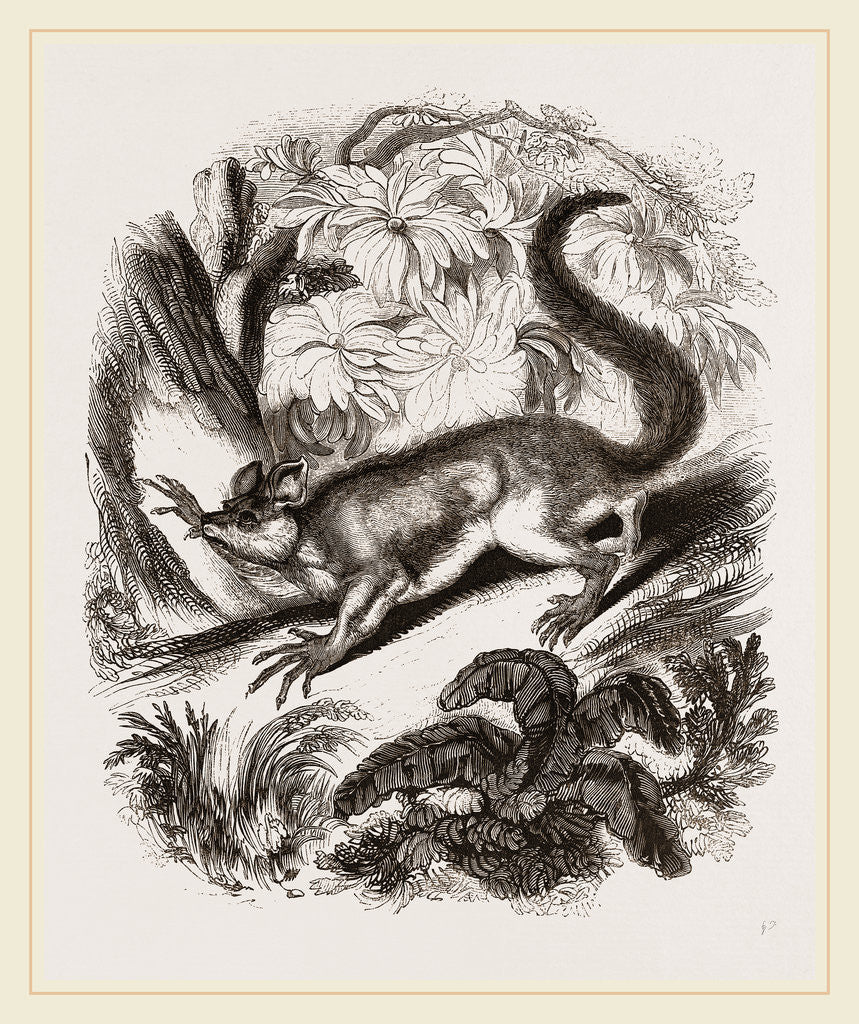 Detail of Aye-Aye by Anonymous