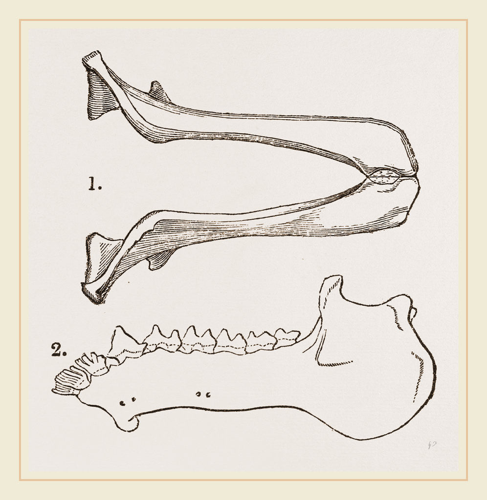 Detail of Lower Jaw and Teeth of Galeopithecus Philippinensis by Anonymous