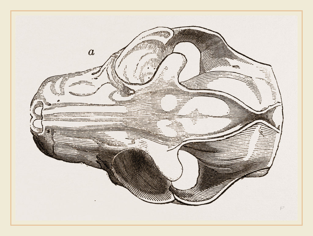 Detail of Skull of Galeopithecus Philippinensis by Anonymous