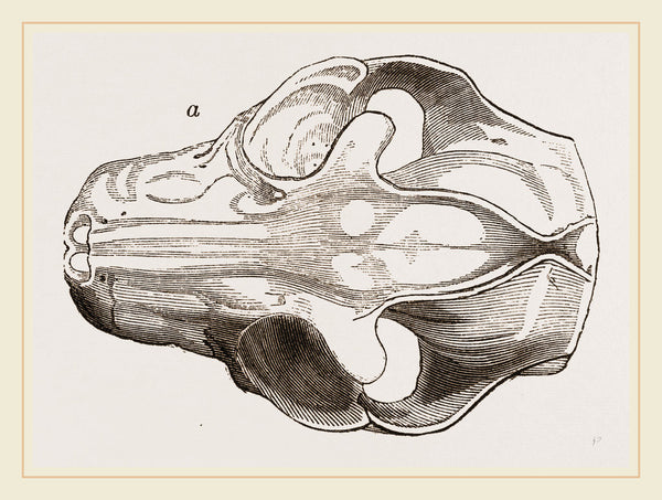 Skull of Galeopithecus Philippinensis posters & prints by Anonymous