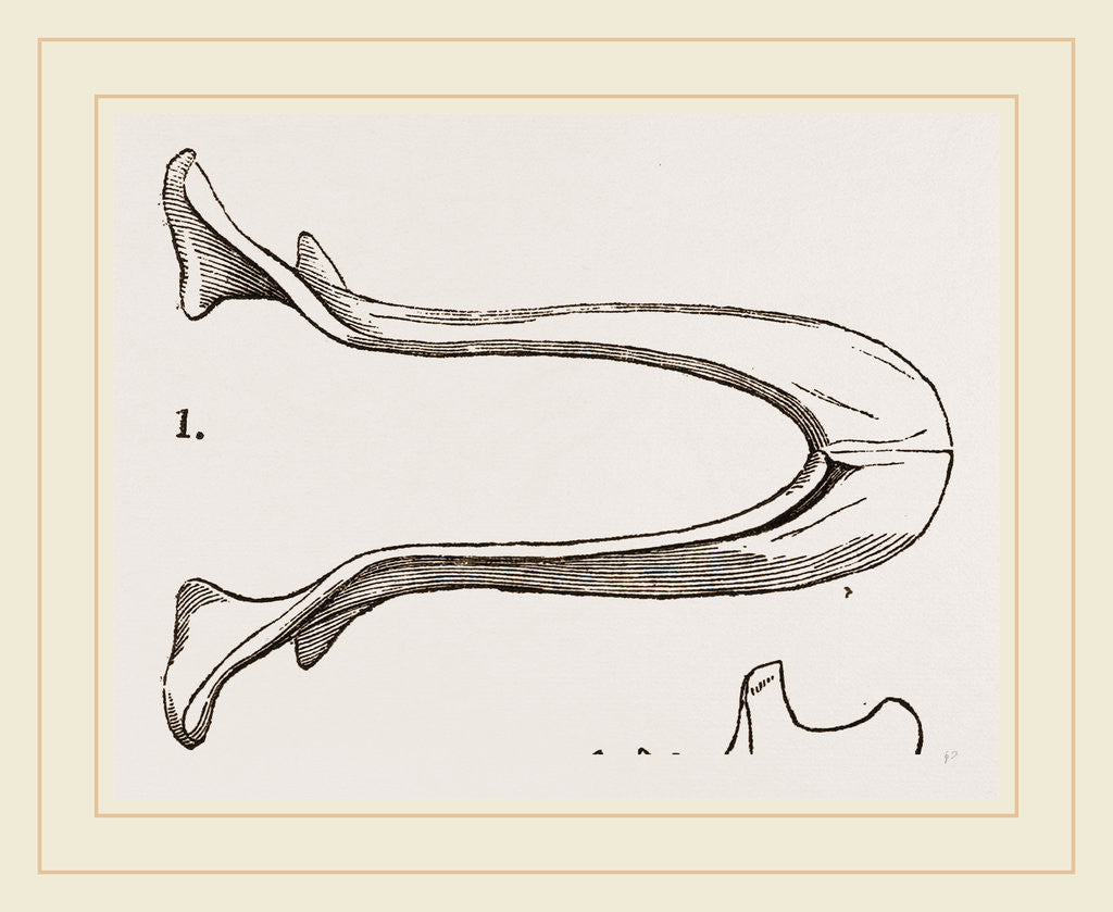 Detail of Lower Jaw and Teeth of Galeopithecus Temminckii by Anonymous