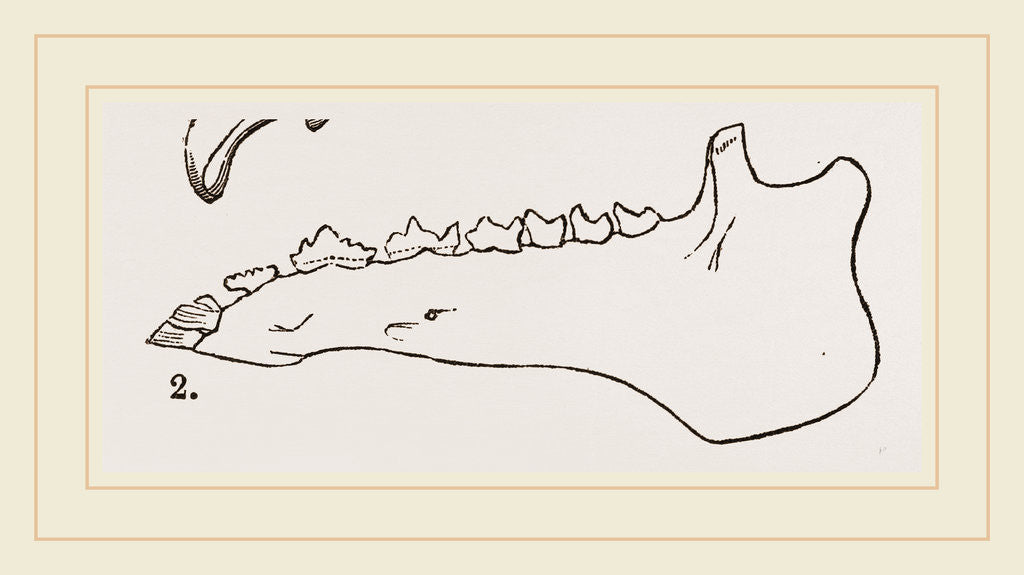Detail of Lower Jaw and Teeth of Galeopithecus Temminckii by Anonymous