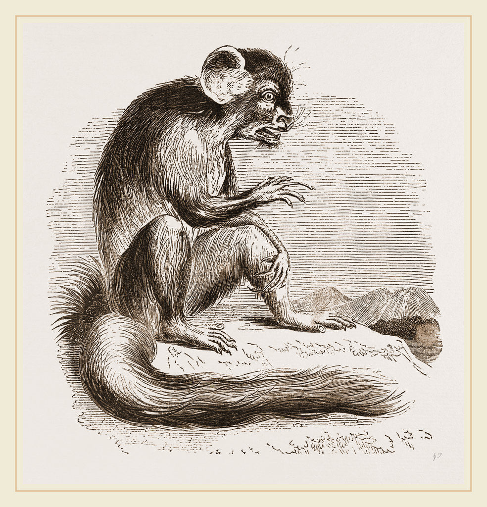 Detail of Aye Aye by Anonymous