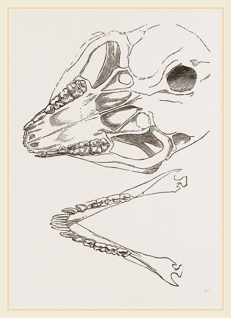 Detail of Base of Skull Moholi and Lower Jaw natural size by Anonymous