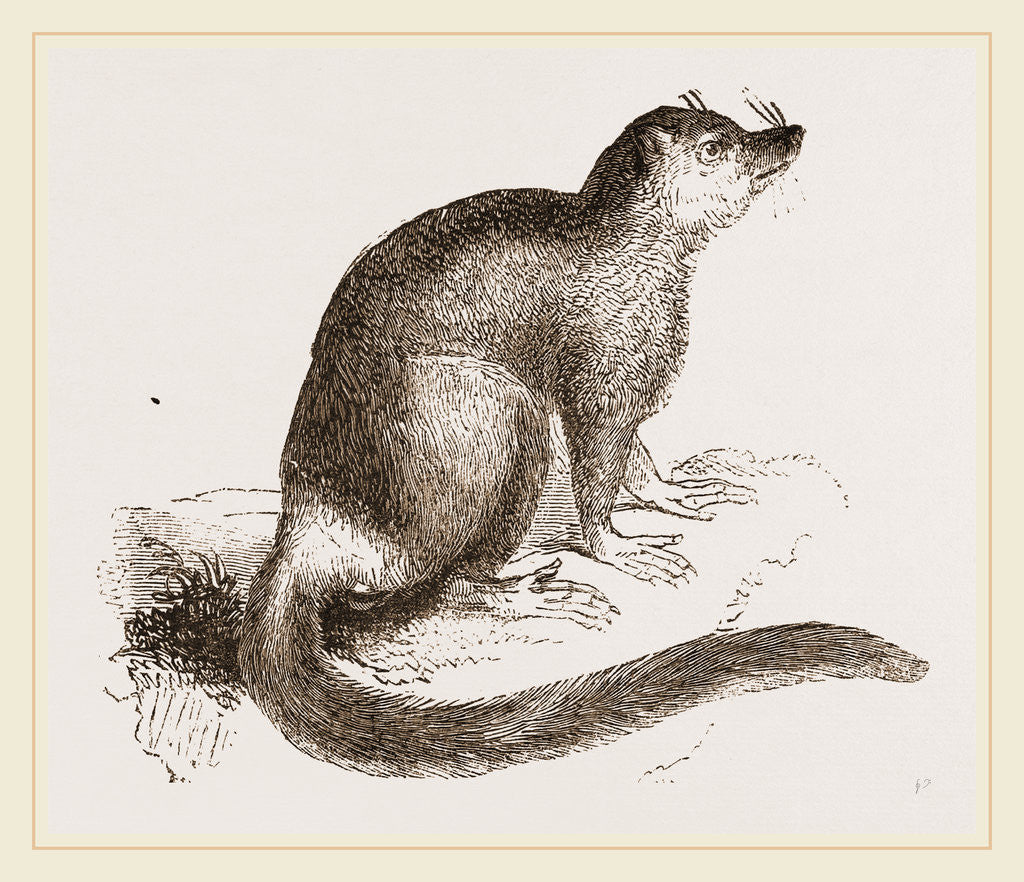 Detail of Flocky Lemur by Anonymous