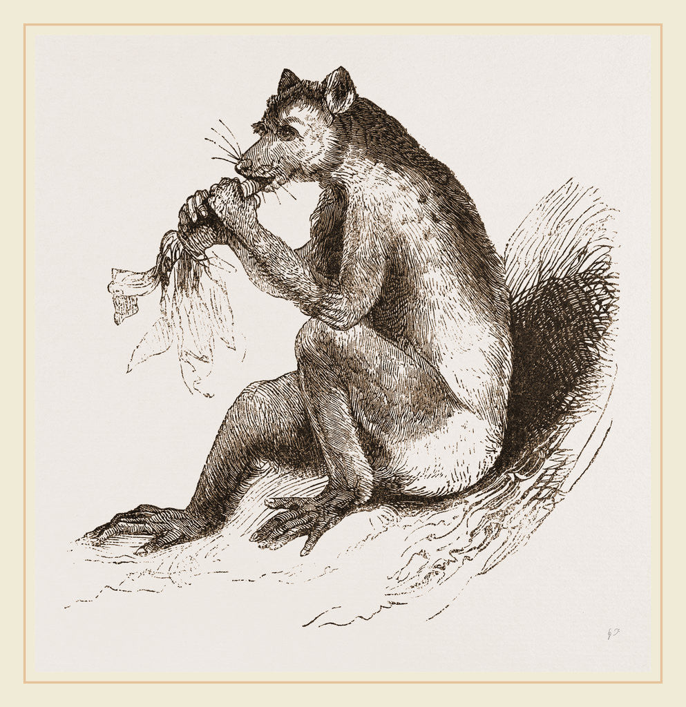 Detail of Short-tailed Indris by Anonymous