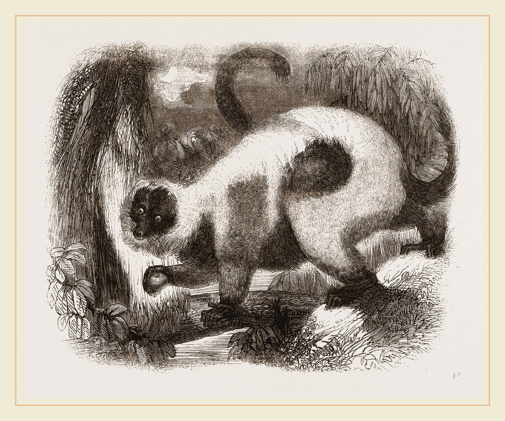 Detail of Ruffed Lemur by Anonymous