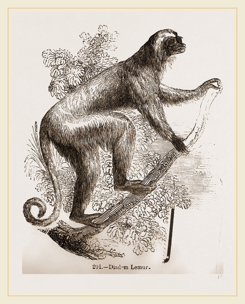 Detail of Diadem lemur by Anonymous