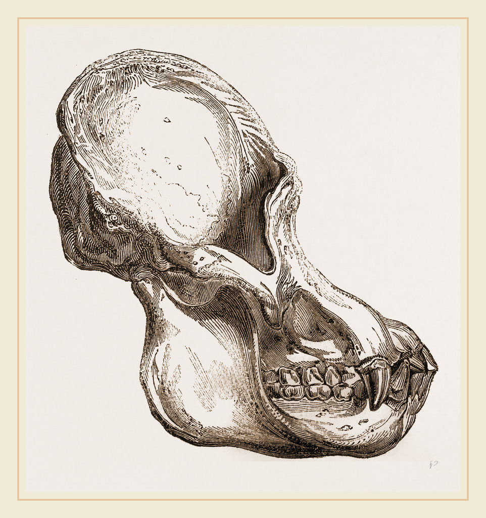 Detail of Skull of Orang-Outan by Anonymous