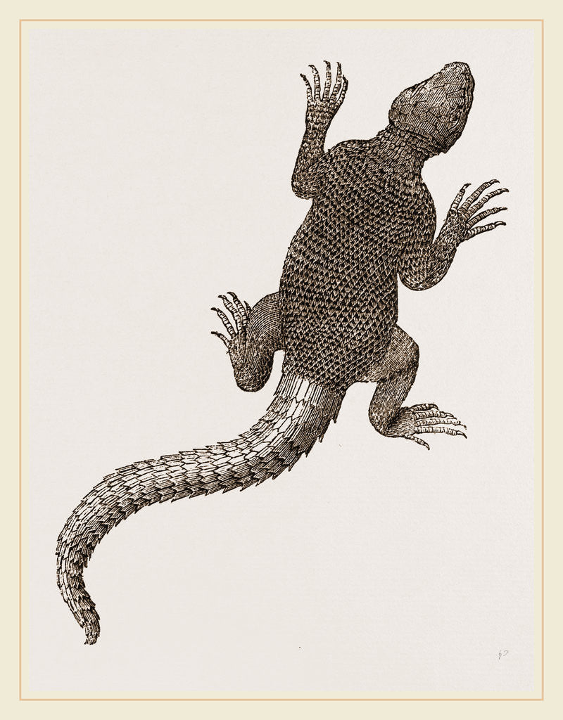 Detail of Spiny Agama by Anonymous
